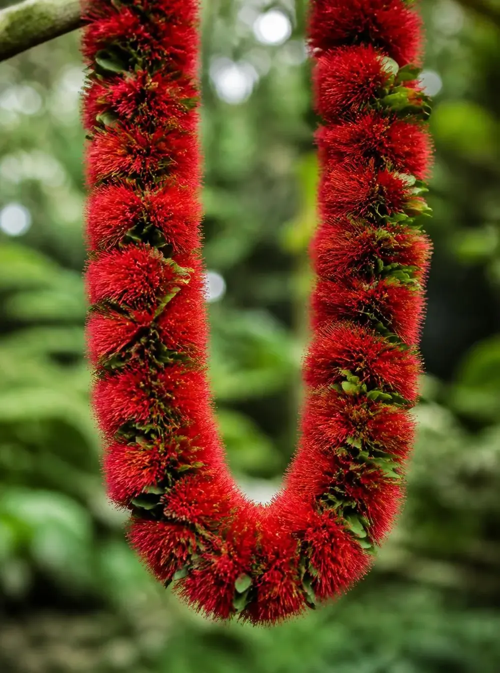 Ōhia Lehua Lei