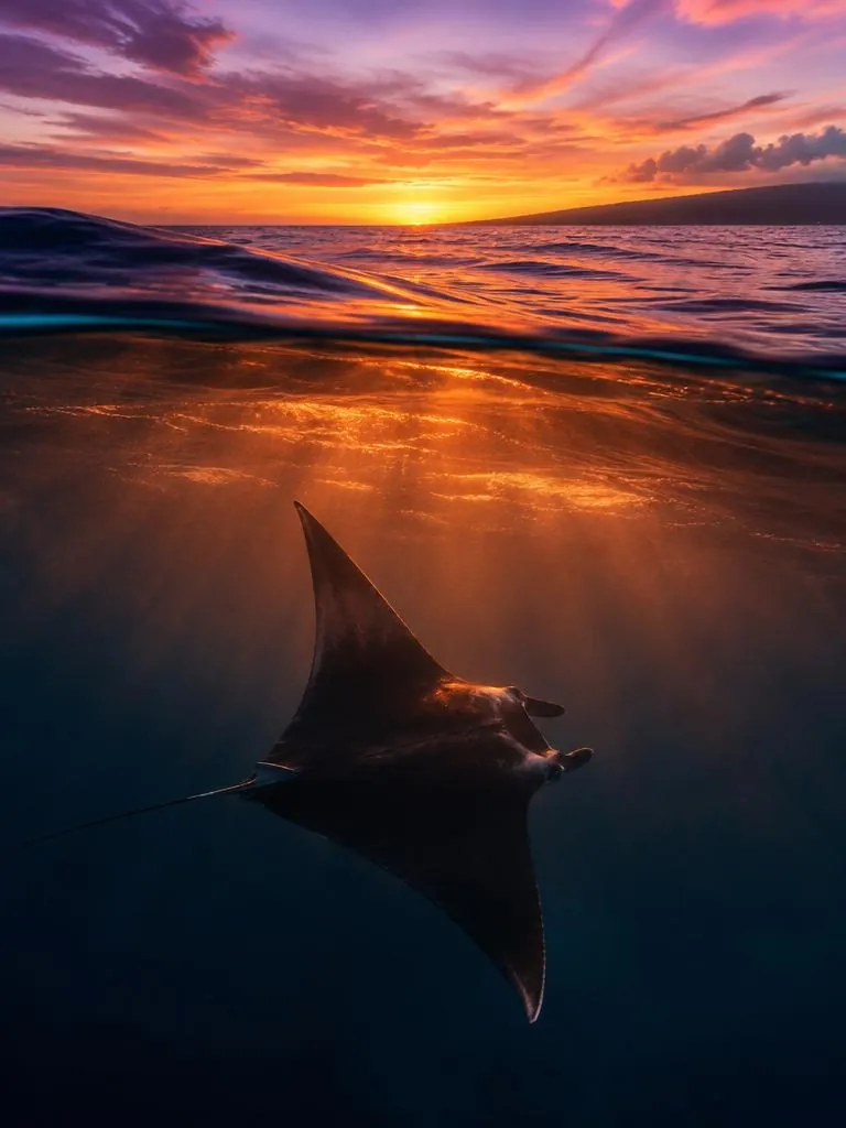 Manta Twilight
