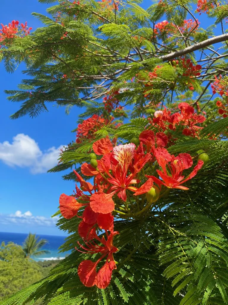 Royal Poinciana