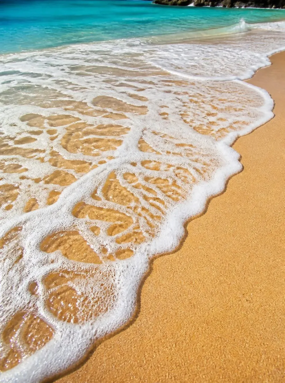 Sea Lace