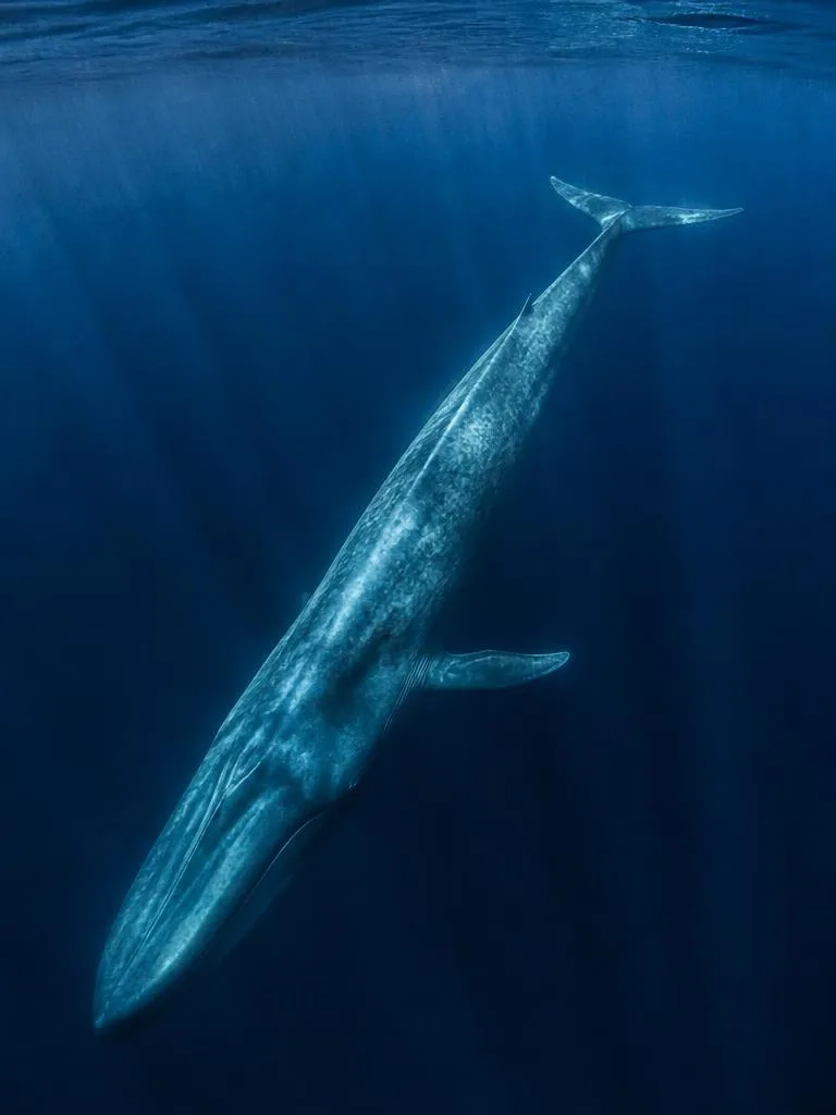 Deep Blue